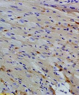 Immunohistrochemical analysis of formalin fixed and paraffin embedded mouse small intestine tissue using BTG2 antibody 