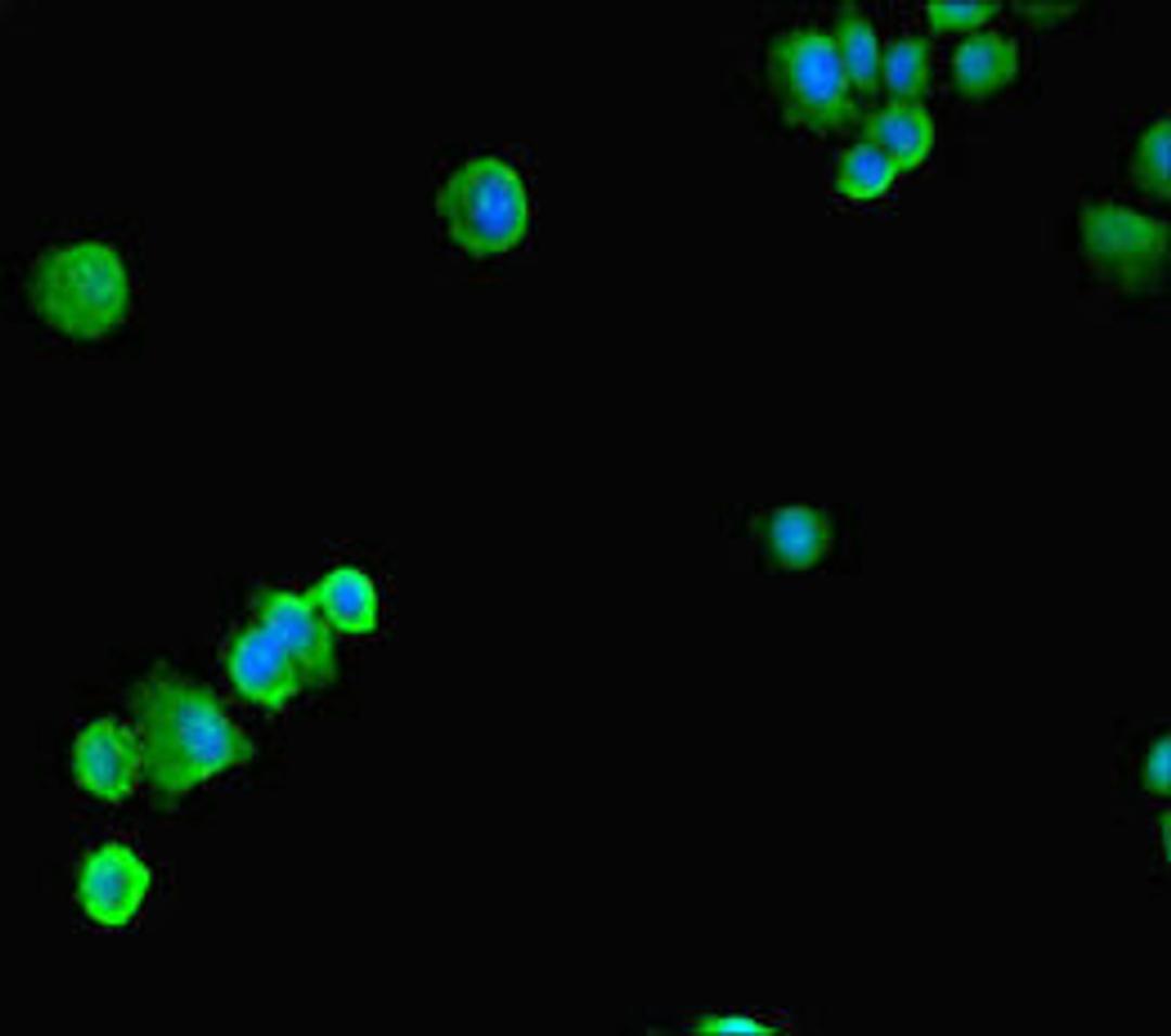 Immunofluorescent analysis of HepG2 cells using CSB-PA022721LA01HU at dilution of 1:100 and Alexa Fluor 488-congugated AffiniPure Goat Anti-Rabbit IgG(H+L)