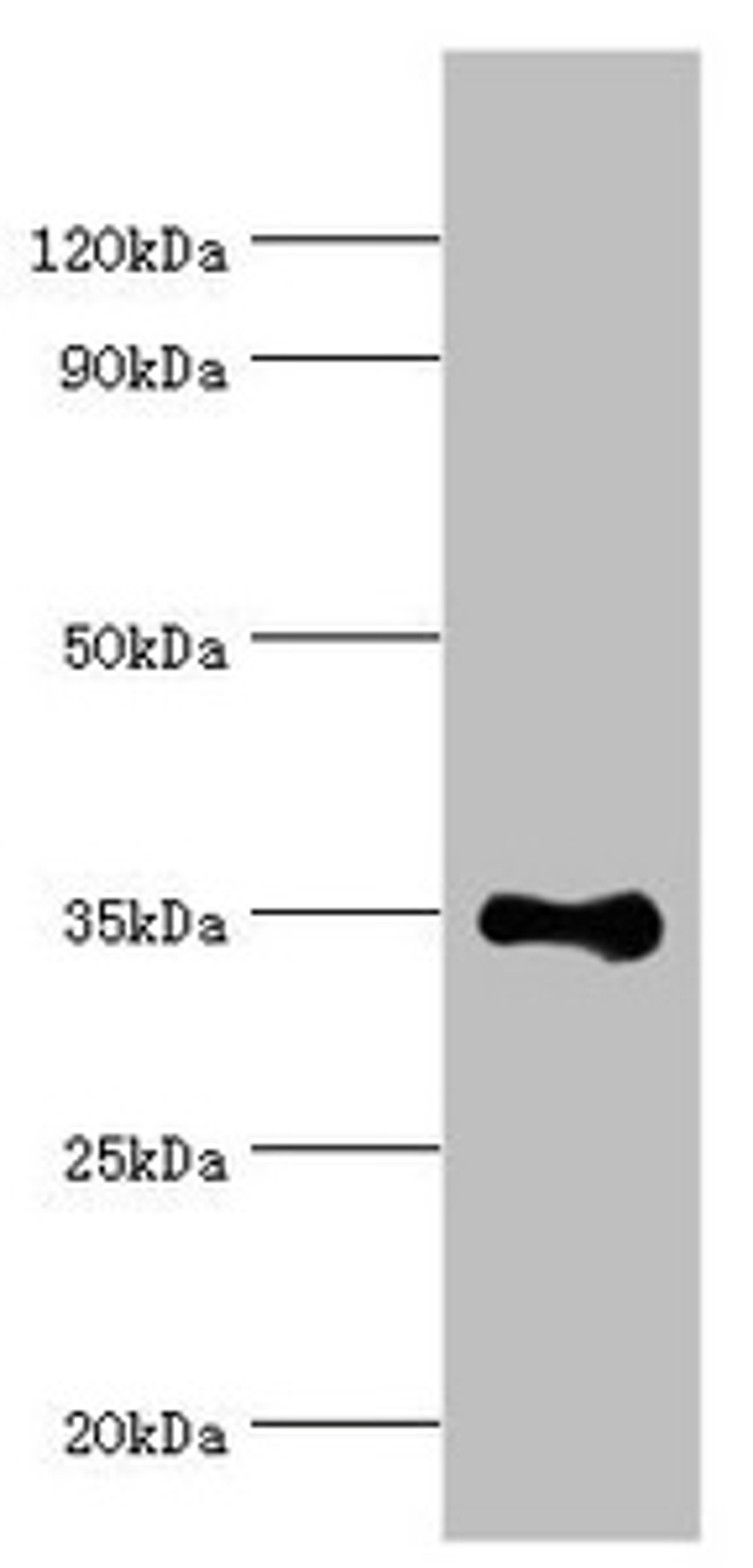 Western blot. All lanes: DNA repair protein RAD51 homolog 4 antibody at 8ug/ml + Jurkat whole cell lysate. Secondary. Goat polyclonal to rabbit IgG at 1/10000 dilution. Predicted band size: 36, 6, 24, 31, 13, 23, 38 kDa. Observed band size: 36 kDa. 