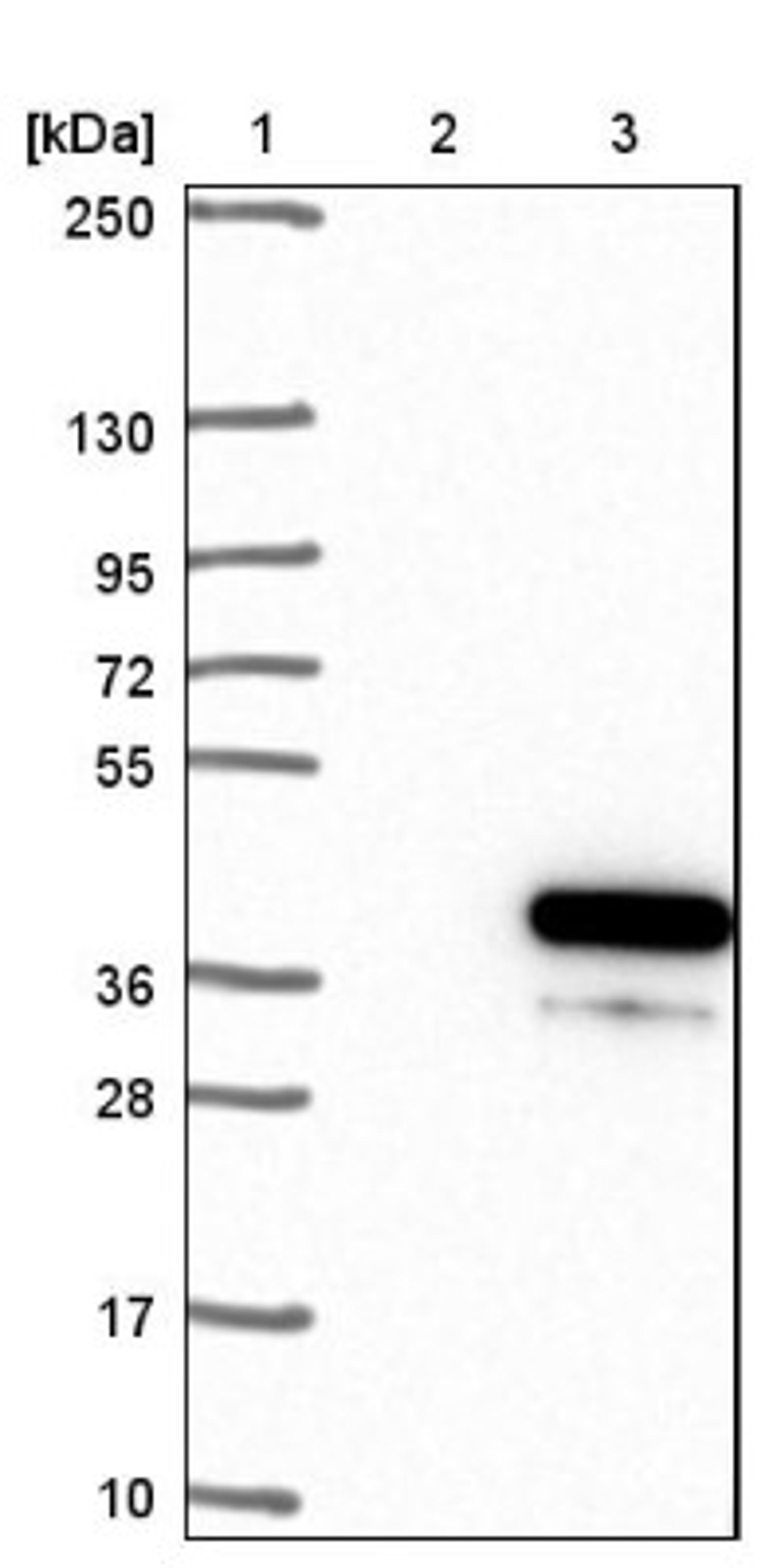 Western Blot: C20orf111 Antibody [NBP1-91725] - Lane 1: Marker [kDa] 250, 130, 95, 72, 55, 36, 28, 17, 10<br/>Lane 2: Negative control (vector only transfected HEK293T lysate)<br/>Lane 3: Over-expression lysate (Co-expressed with a C-terminal myc-DDK tag (~3.1 kDa) in mammalian HEK293T cells, LY413969)