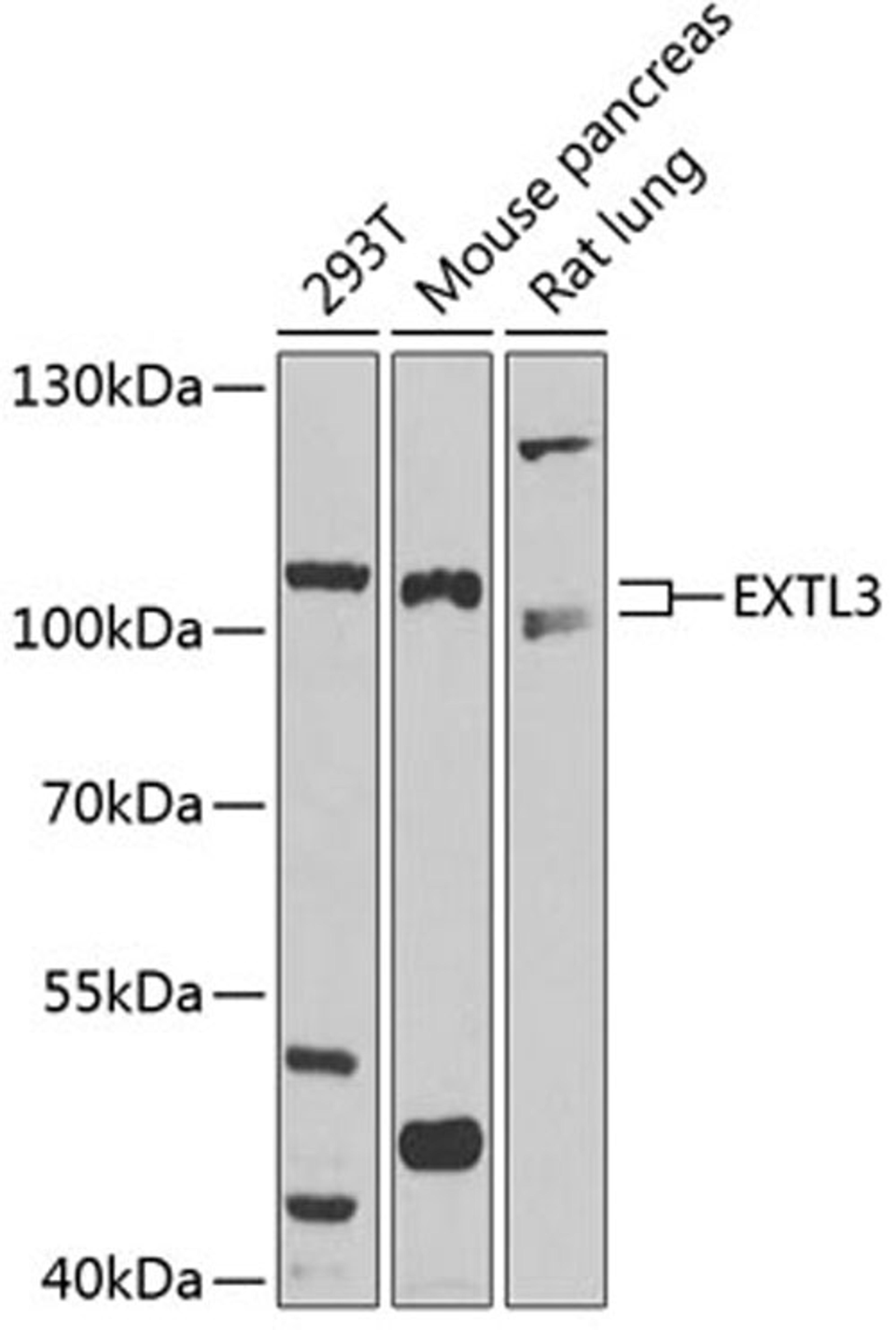 Western blot - EXTL3 antibody (A3857)