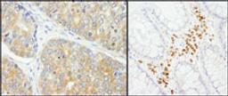 Detection of human PABP4 by immunohistochemistry.