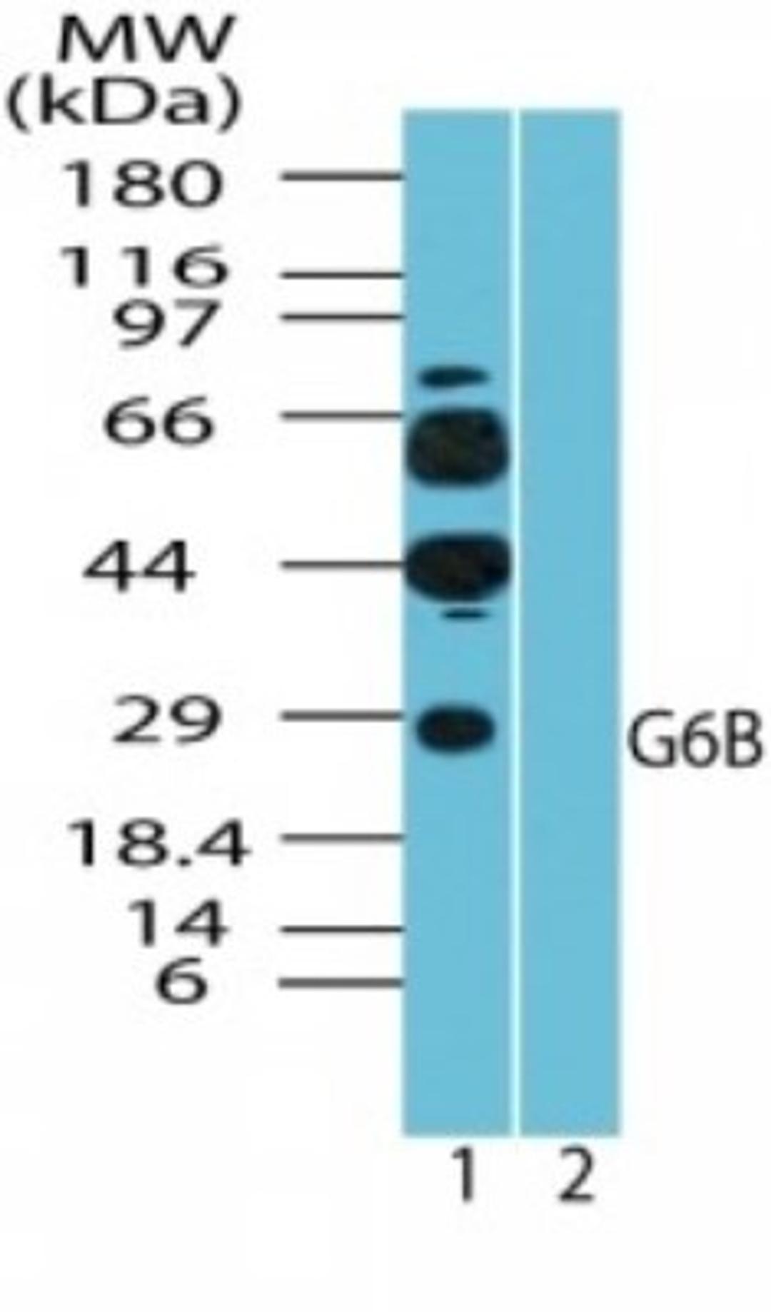 Western Blot: C6orf25 Antibody [NBP2-24505] - Analysis of human G6B in K562 cell lysate in the 1) absence and 2) presence of immunizing peptide using NBP2-24505 at 2 ug/ml.