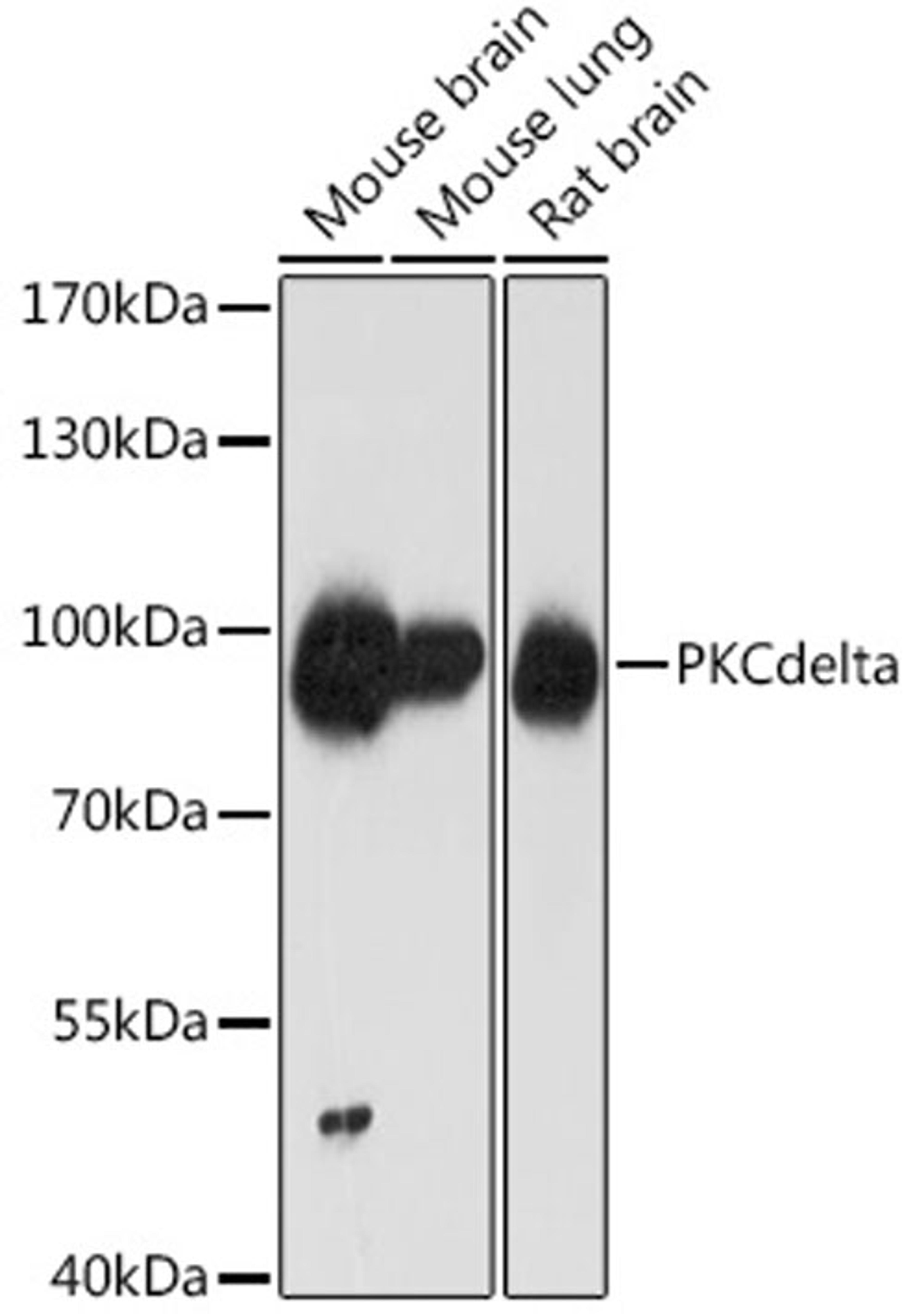 Western blot - PKCd antibody (A0471)