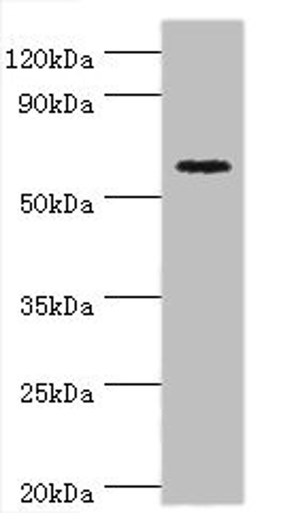 Western blot. All lanes: Cryptochrome-2 antibody at 14ug/ml + HepG2 whole cell lysate. Secondary. Goat polyclonal to rabbit IgG at 1/10000 dilution. Predicted band size: 67, 61 kDa. Observed band size: 67 kDa. 