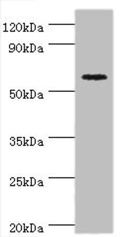 Western blot. All lanes: Cryptochrome-2 antibody at 14ug/ml + HepG2 whole cell lysate. Secondary. Goat polyclonal to rabbit IgG at 1/10000 dilution. Predicted band size: 67, 61 kDa. Observed band size: 67 kDa. 