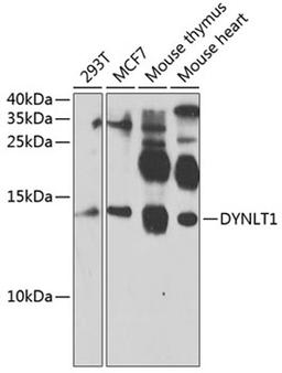 Western blot - DYNLT1 antibody (A4150)