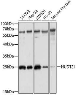 Western blot - NUDT21 antibody (A4482)