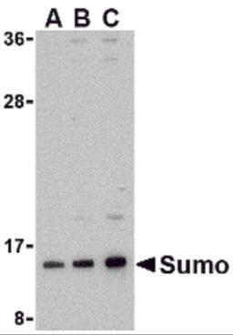 Western blot analysis of sumo in HL-60 cell lysate with sumo antibody at (A) 0.5, (B) 1, and (C) 2 &#956;g/mL.