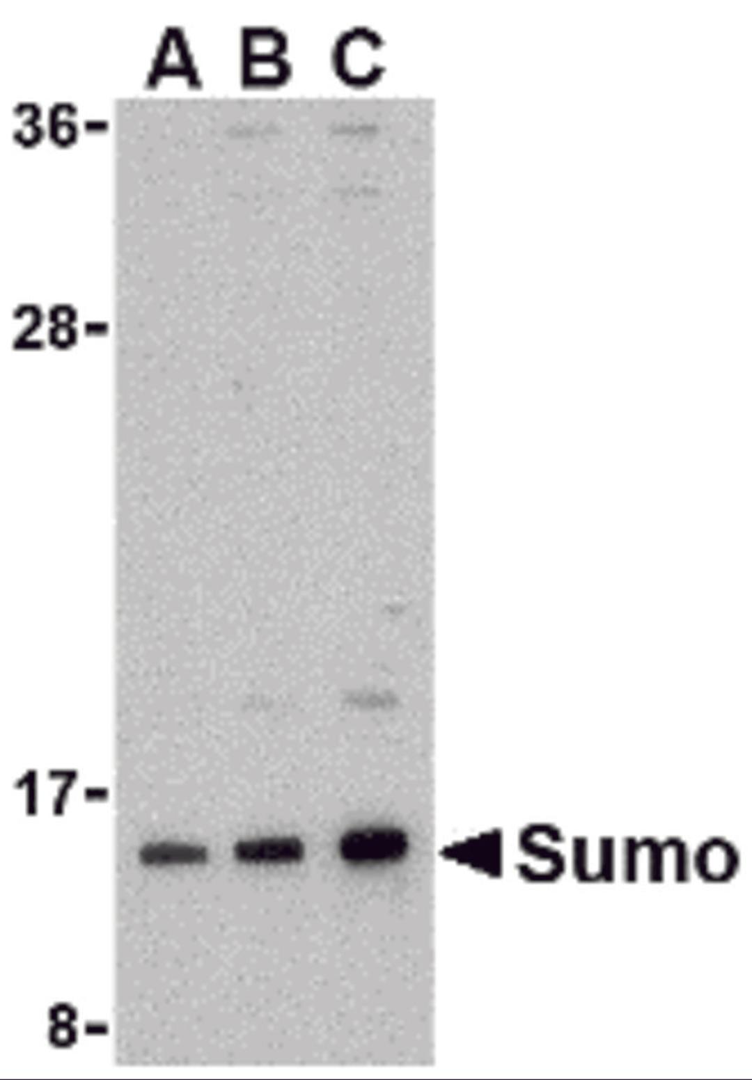 Western blot analysis of sumo in HL-60 cell lysate with sumo antibody at (A) 0.5, (B) 1, and (C) 2 μg/mL.