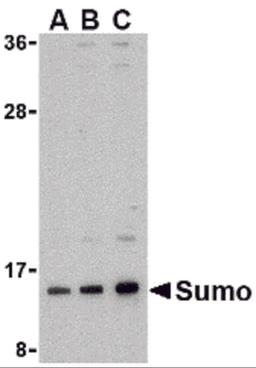Western blot analysis of sumo in HL-60 cell lysate with sumo antibody at (A) 0.5, (B) 1, and (C) 2 μg/mL.