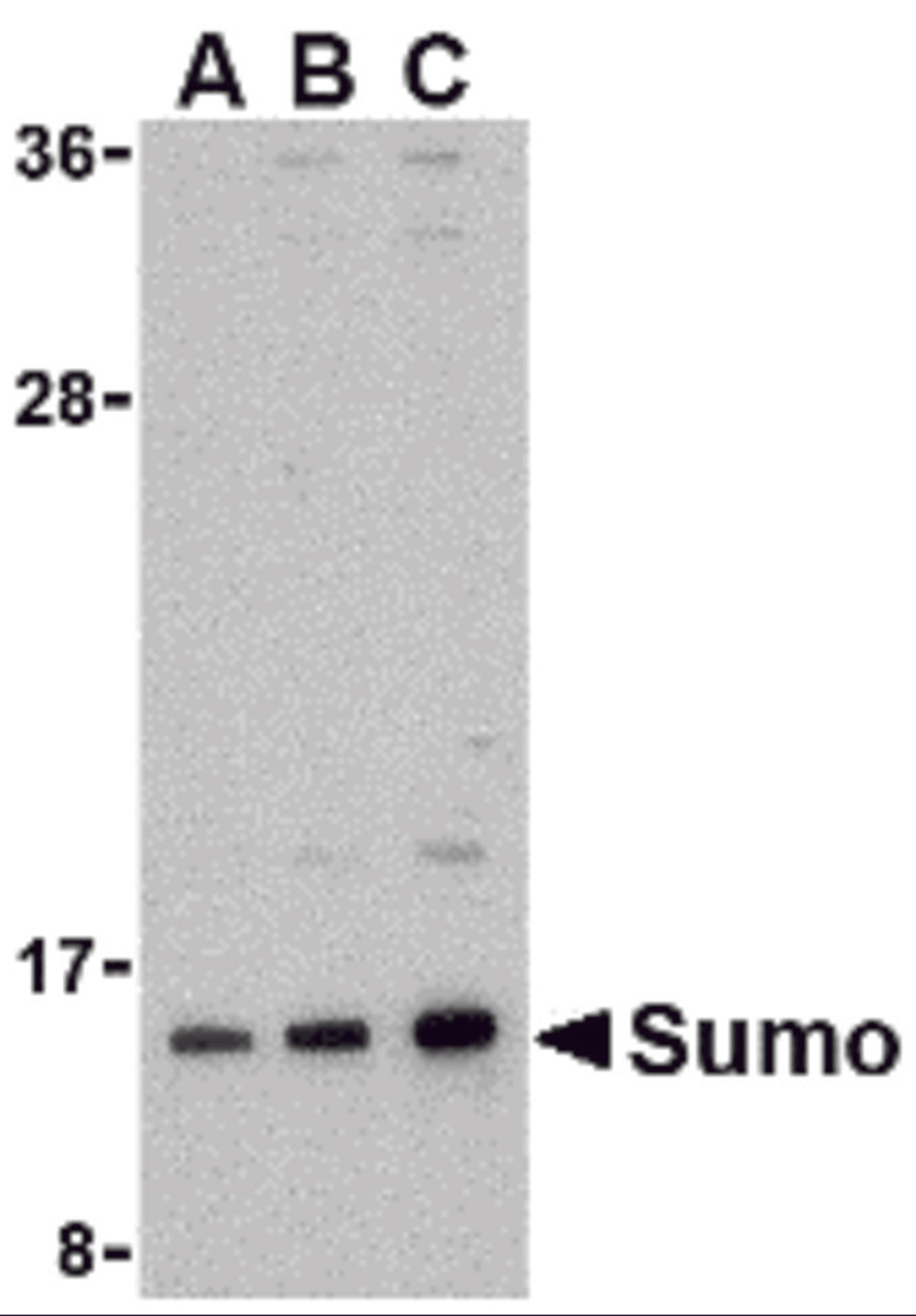Western blot analysis of sumo in HL-60 cell lysate with sumo antibody at (A) 0.5, (B) 1, and (C) 2 μg/mL.