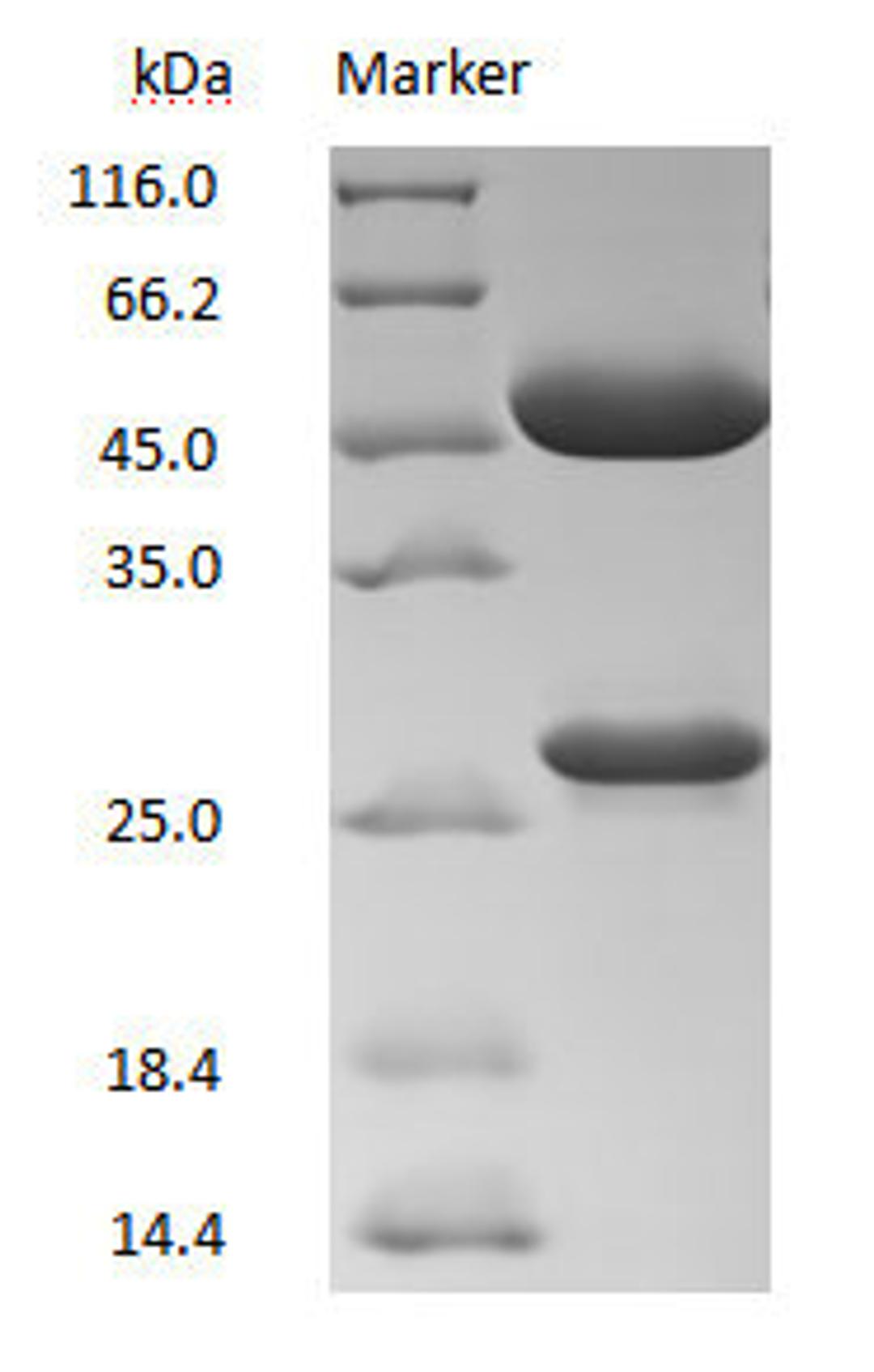 DXD antibody on SDS-PAGE under reducing (R) condition. The purity of the protein is greater than 90%.