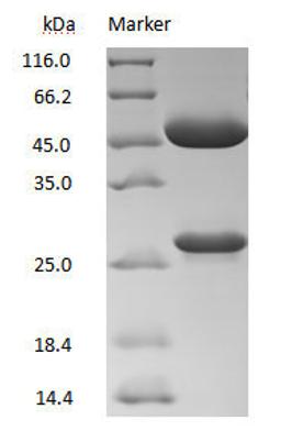 DXD antibody on SDS-PAGE under reducing (R) condition. The purity of the protein is greater than 90%.