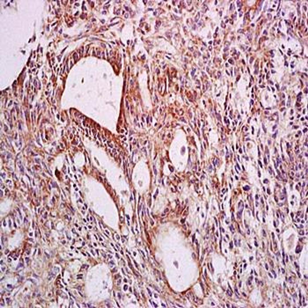 Immunohistochemical analysis of formalin-fixed and paraffin embedded rat liver tissue using CYP2C9 antibody