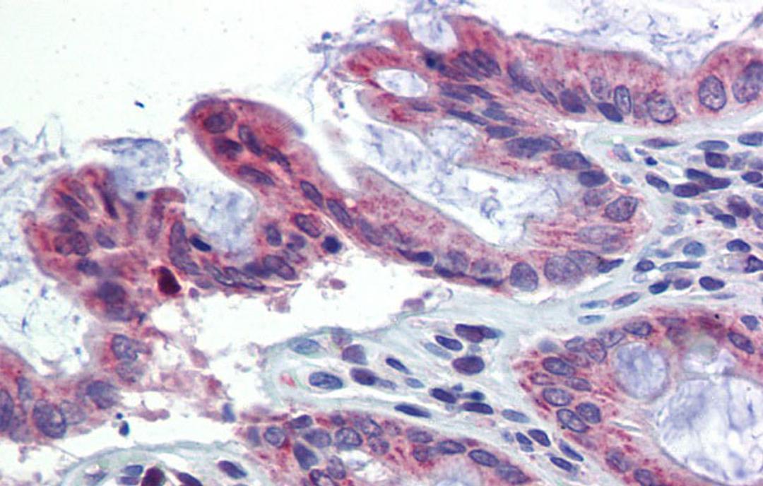 Antibody used in IHC on Human Colon at 5.0 ug/ml.