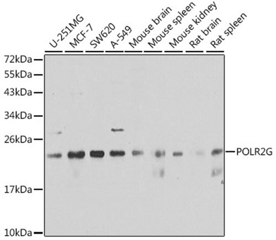 Western blot - POLR2G antibody (A6838)