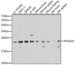 Western blot - POLR2G antibody (A6838)