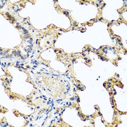 Immunohistochemistry  - PIP antibody (A6394)