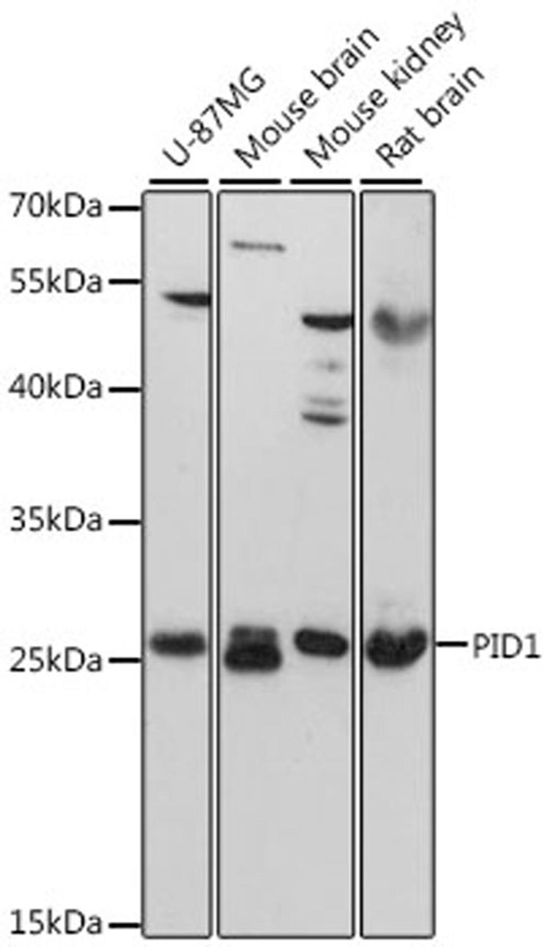 Western blot - PID1 antibody (A13220)