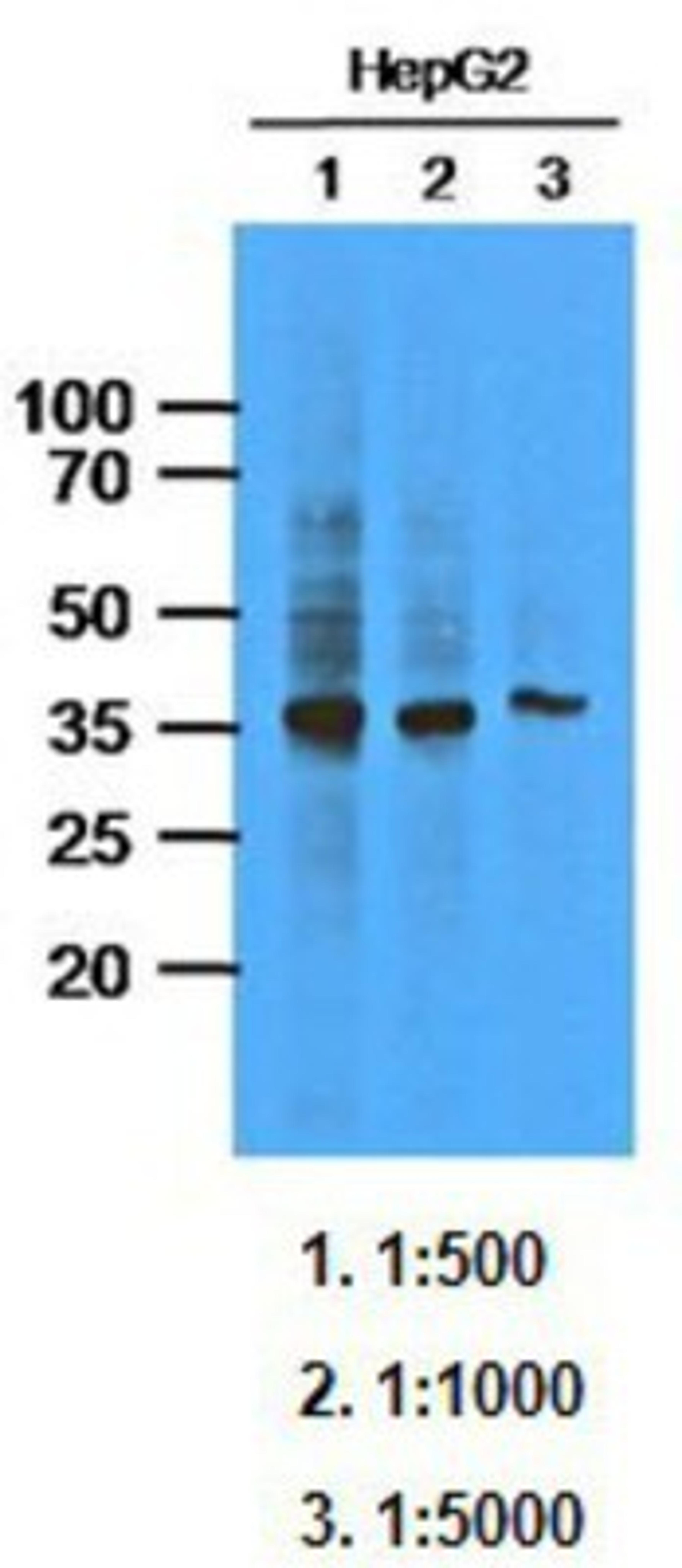 Western Blot: AKR1C1 Antibody (AT6D10) [NBP1-74042] The extracts of HepG2 (33ug) were resolved by SDS-PAGE, transferred to PVDF membrane and probed with anti-human AKR1C1 (1:1000). Proteins were visualized using a goat anti-mouse secondary antibody conjugated to HRP and an ECL detection system.