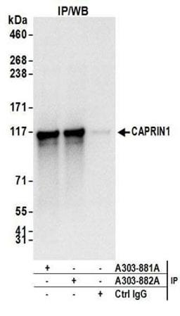 Detection of human CAPRIN1 by western blot of immunoprecipitates.