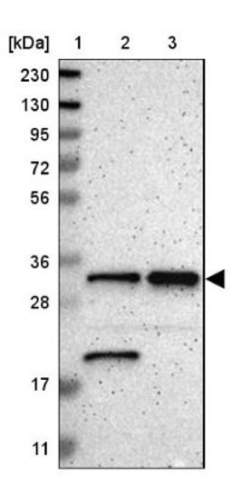 Western Blot: POPDC3 Antibody [NBP2-47326] - Lane 1: Marker [kDa] 230, 130, 95, 72, 56, 36, 28, 17, 11.  Lane 2: Human cell line RT-4.  Lane 3: Human cell line U-251MG.