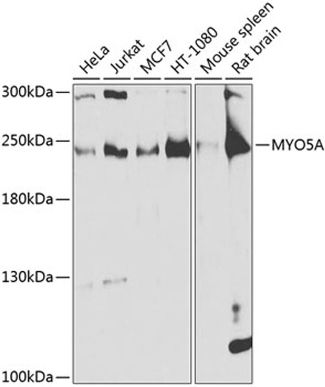 Western blot - MYO5A antibody (A9830)