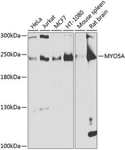 Western blot - MYO5A antibody (A9830)