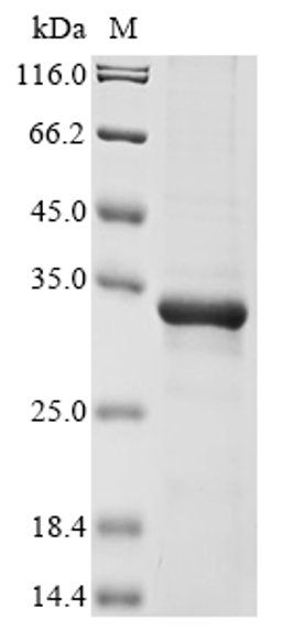 (Tris-Glycine gel) Discontinuous SDS-PAGE (reduced) with 5% enrichment gel and 15% separation gel.