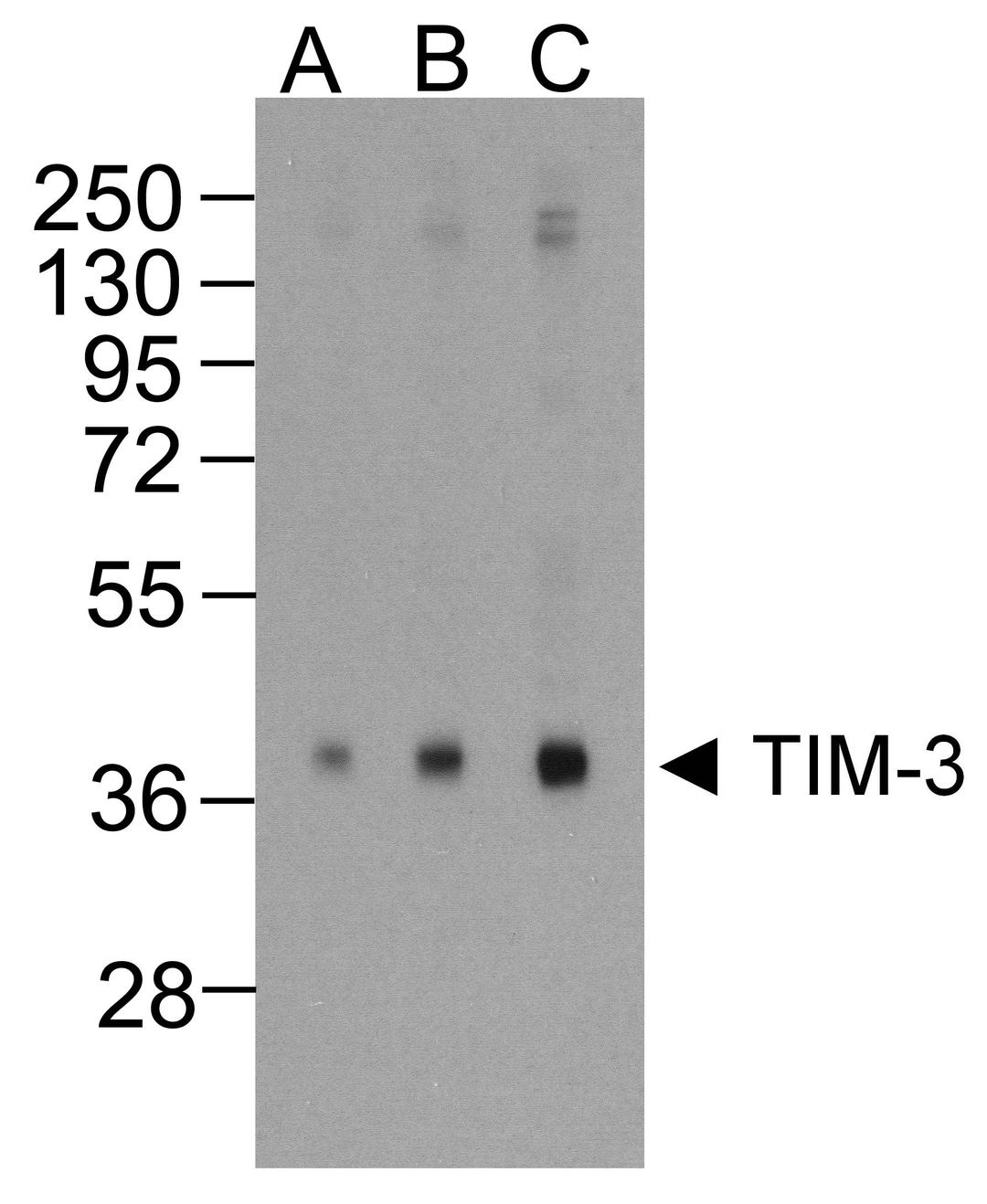 Western blot analysis of TIM-3 in overexpressing HEK293 cells TIM-3 antibody at (A) 0.25, (B) 0.5, and (C) 1 μg/ml