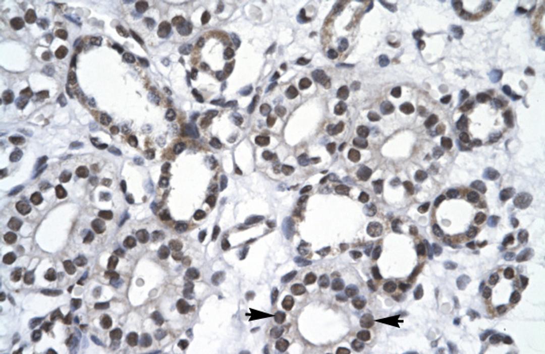 Antibody used in IHC on Human kidney at 4.0-8.0 ug/ml.