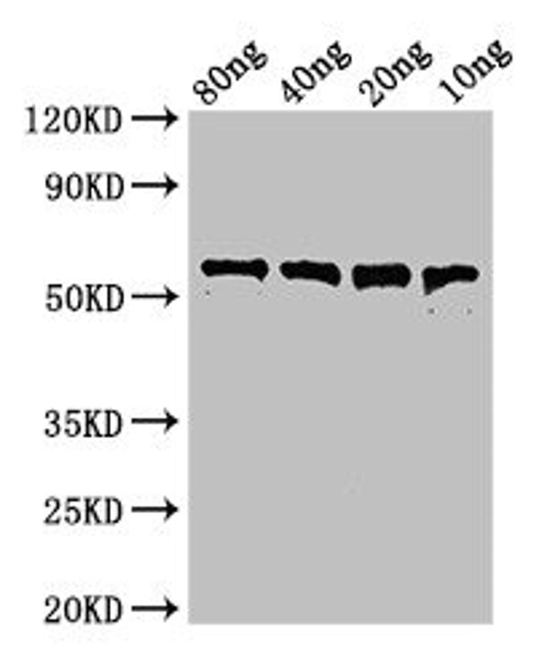 Western Blot. Positive WB detected in Recombinant protein. All lanes: pfo antibody at 3µg/ml. Secondary. Goat polyclonal to rabbit IgG at 1/50000 dilution. Predicted band size: 56 kDa. Observed band size: 56 kDa