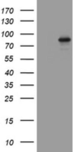 Western Blot: AFAP Antibody (2G9) [NBP2-46498] - Analysis of HEK293T cells were transfected with the pCMV6-ENTRY control (Left lane) or pCMV6-ENTRY AFAP.