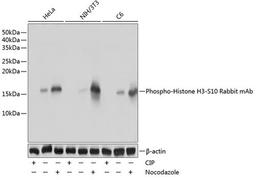 Western blot - Phospho-Histone H3-S10 Rabbit mAb (AP0002)