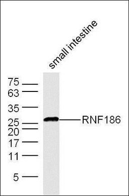 Western blot analysis of mouse Small intestine lysates (Lane 1) using RNF186 antibody.