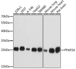 Western blot - PPAP2A Rabbit pAb (A3062)