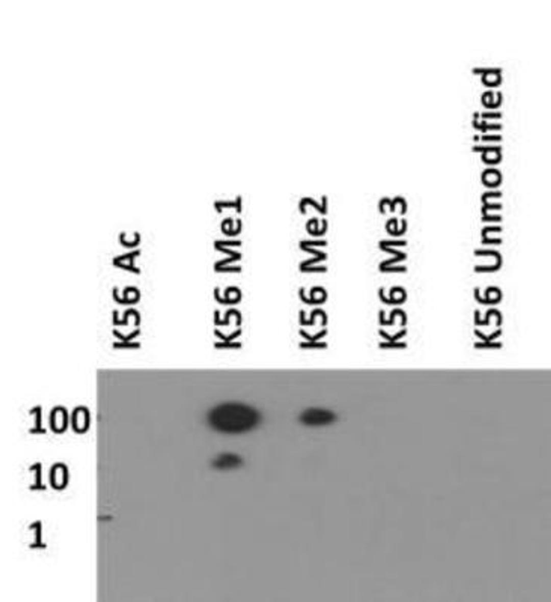 Dot Blot: Histone H3 [Monomethyl Lys56] Antibody [NB21-1341] - Peptide dot blot of H3 K56me1 in picomoles of peptide.