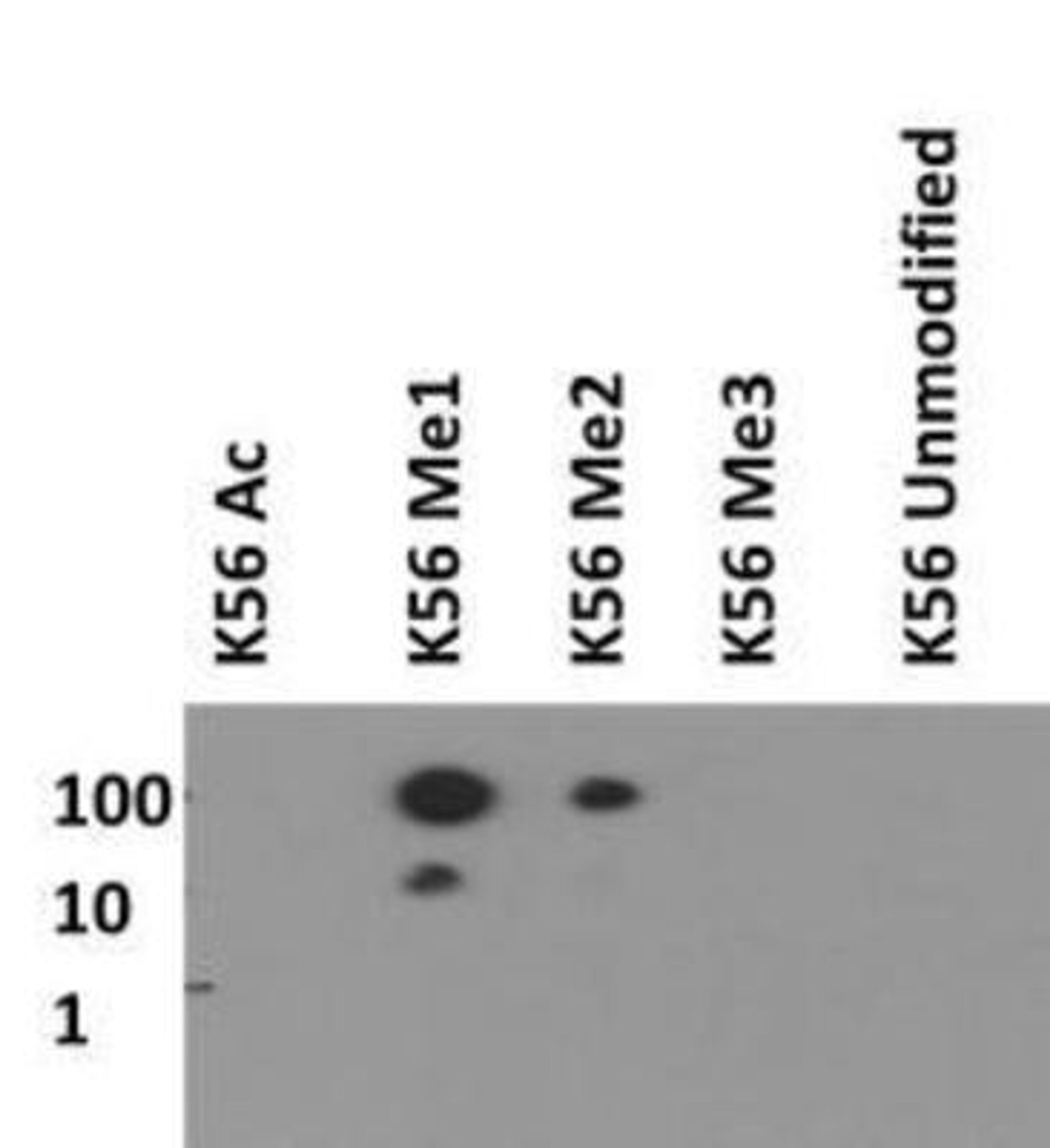 Dot Blot: Histone H3 [Monomethyl Lys56] Antibody [NB21-1341] - Peptide dot blot of H3 K56me1 in picomoles of peptide.