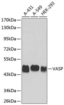 Western blot - VASP antibody (A0166)