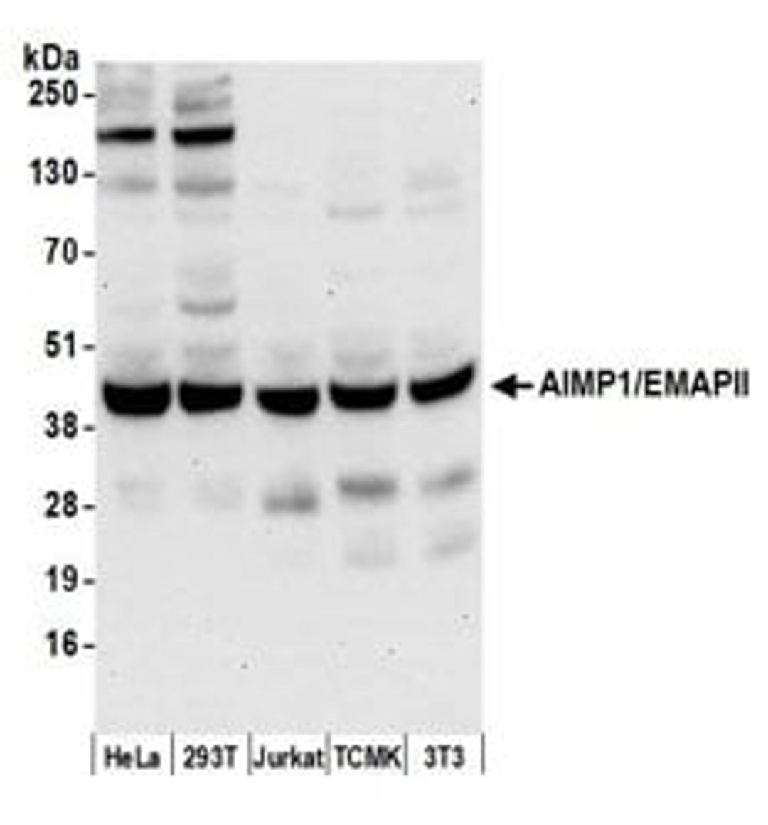 Detection of human and mouse AIMP1/EMAPII by western blot.