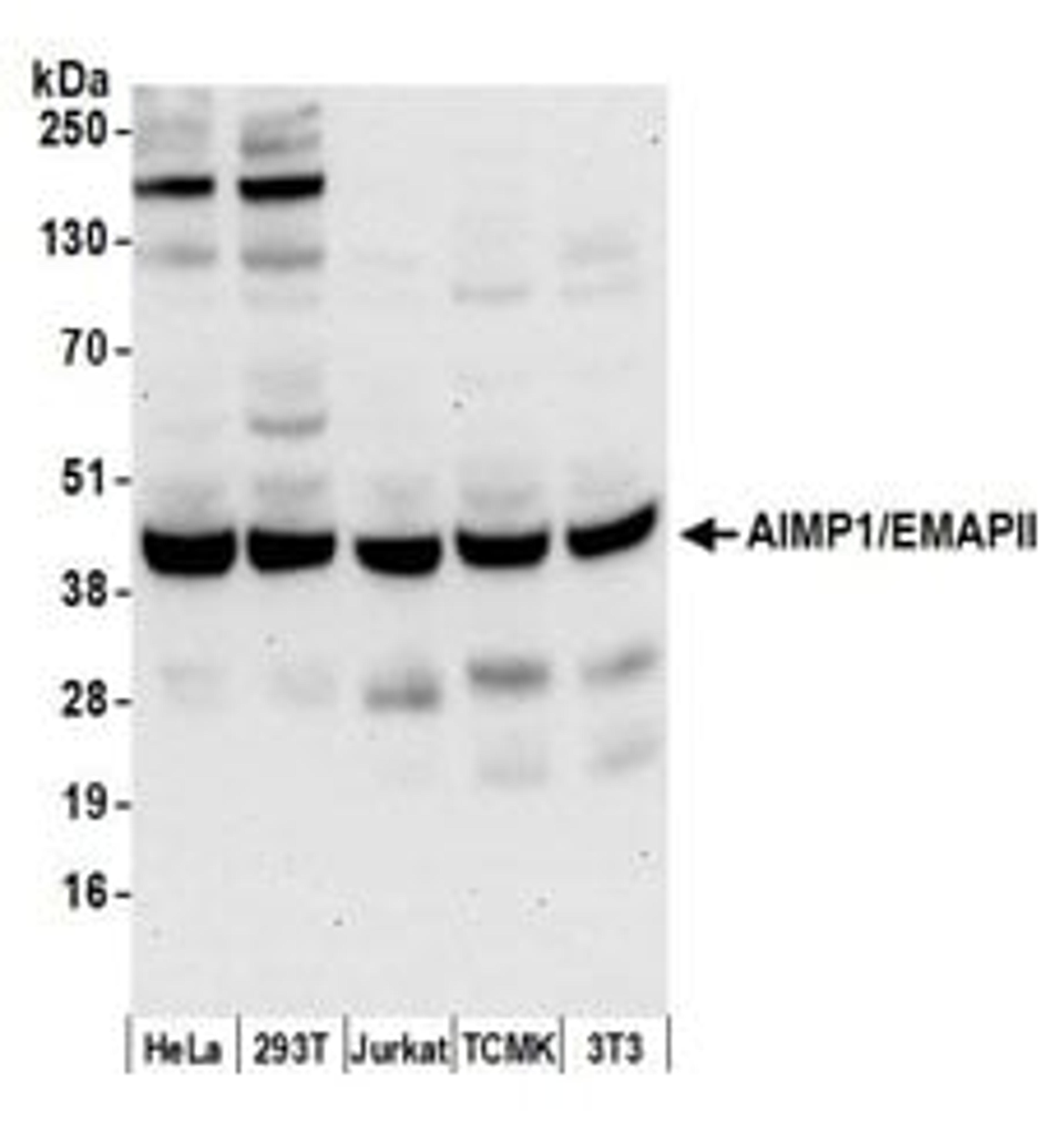 Detection of human and mouse AIMP1/EMAPII by western blot.