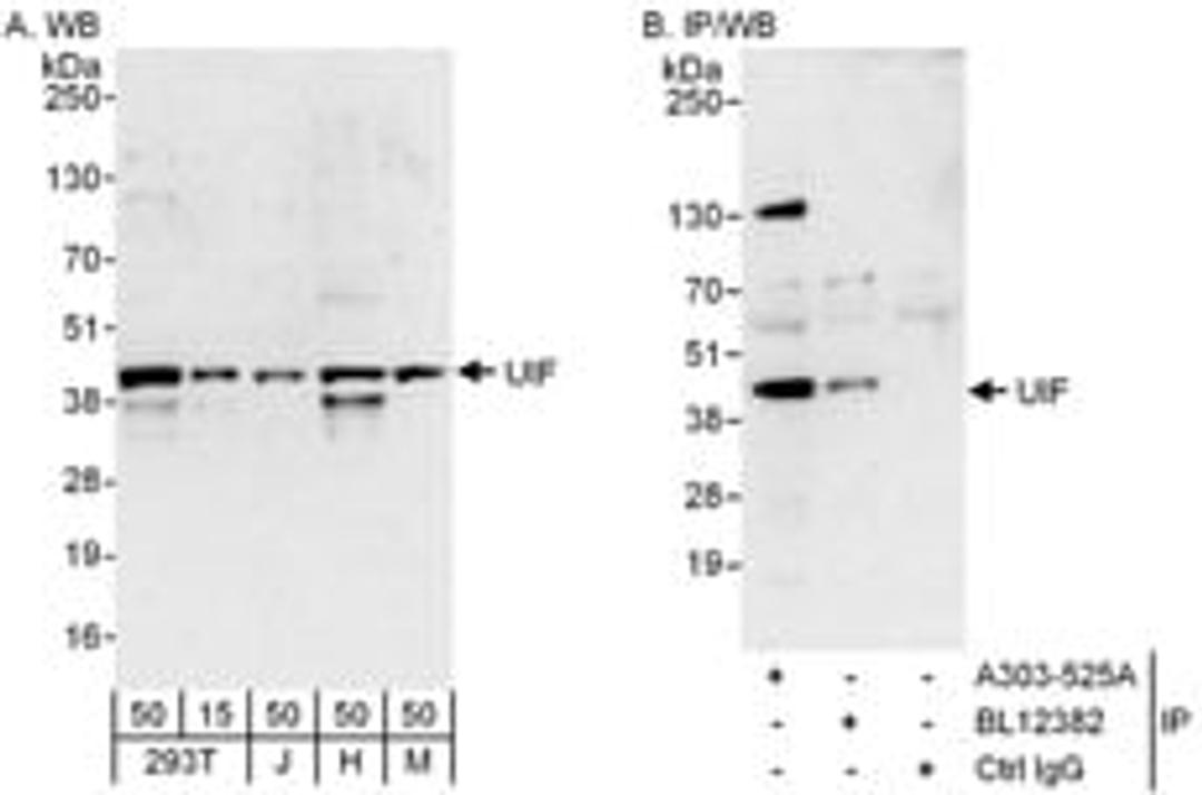 Detection of human and mouse UIF by western blot (h and m) and immunoprecipitation (h).