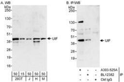 Detection of human and mouse UIF by western blot (h and m) and immunoprecipitation (h).