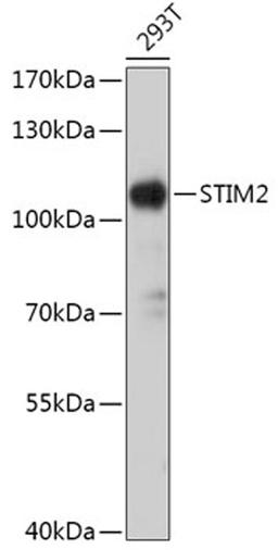 Western blot - STIM2 antibody (A17743)