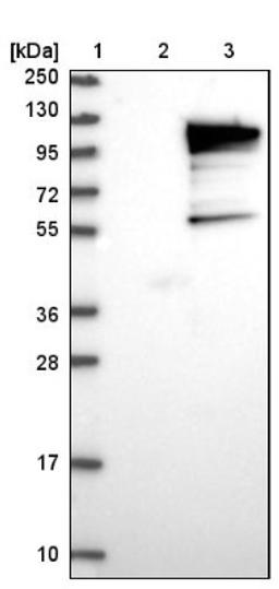 Western Blot: RAP80 Antibody [NBP1-87156] - Lane 1: Marker [kDa] 250, 130, 95, 72, 55, 36, 28, 17, 10<br/>Lane 2: Negative control (vector only transfected HEK293T lysate)<br/>Lane 3: Over-expression lysate (Co-expressed with a C-terminal myc-DDK tag (~3.1 kDa) in mammalian HEK293T cells, LY414063)