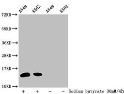 Western Blot. Detected samples: A549 whole cell lysate, K562 whole cell lysate; Untreated (-) or treated (+) with 30mM sodium butyrate for 4h. All lanes: HIST1H2BC antibody at 1:100. Secondary. Goat polyclonal to rabbit IgG at 1/50000 dilution. Predicted band size: 14 kDa. Observed band size: 14 kDa