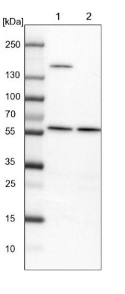 Western Blot: VWA9 Antibody [NBP1-90525] - Lane 1: NIH-3T3 cell lysate (Mouse embryonic fibroblast cells)<br/>Lane 2: NBT-II cell lysate (Rat Wistar bladder tumour cells)