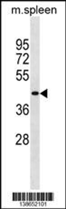 Western blot analysis in mouse spleen tissue lysates (35ug/lane).This demonstrates the detected the Mouse Slc10a2 protein (arrow).