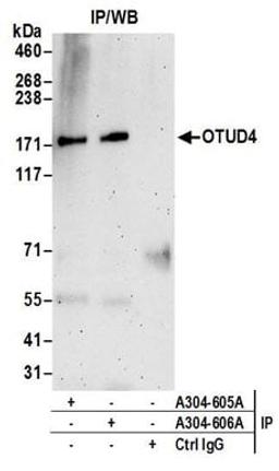 Detection of human OTUD4 by western blot of immunoprecipitates.